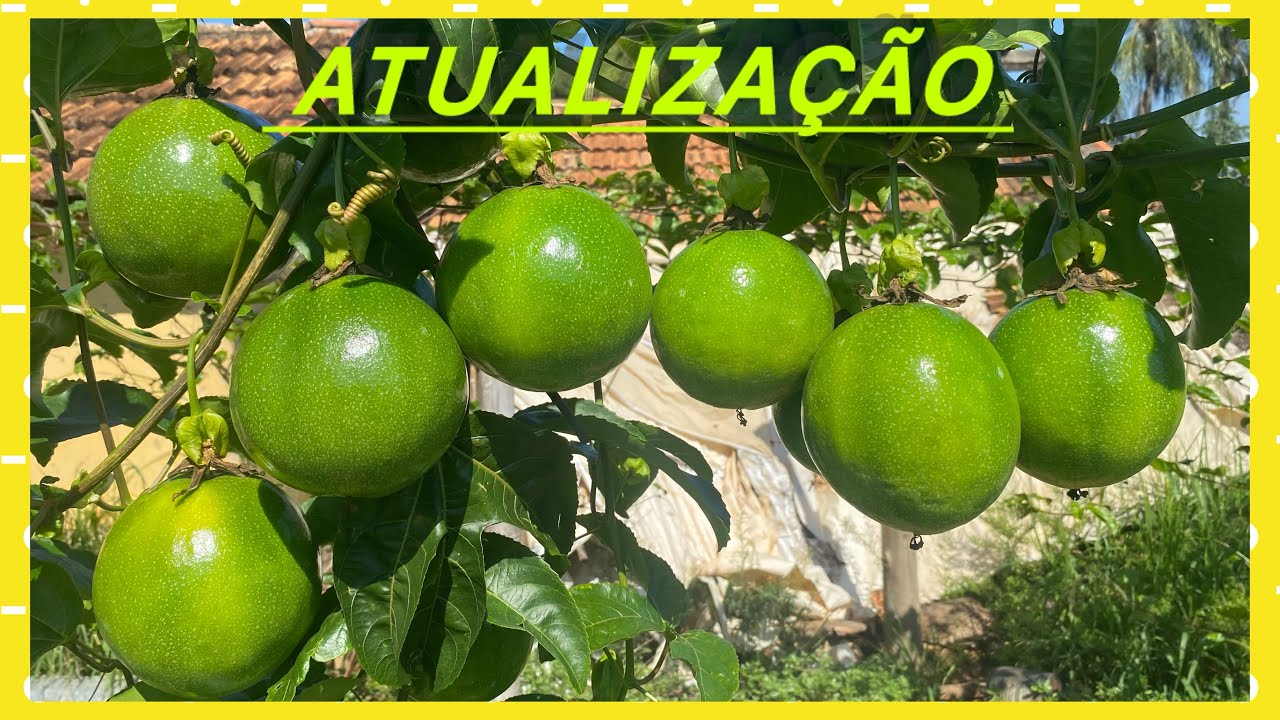 ATUALIZAÇÃO, MARACUJÁ PINGO DE OURO 🙏🏼🤠#agro #agricultura #agriculture 