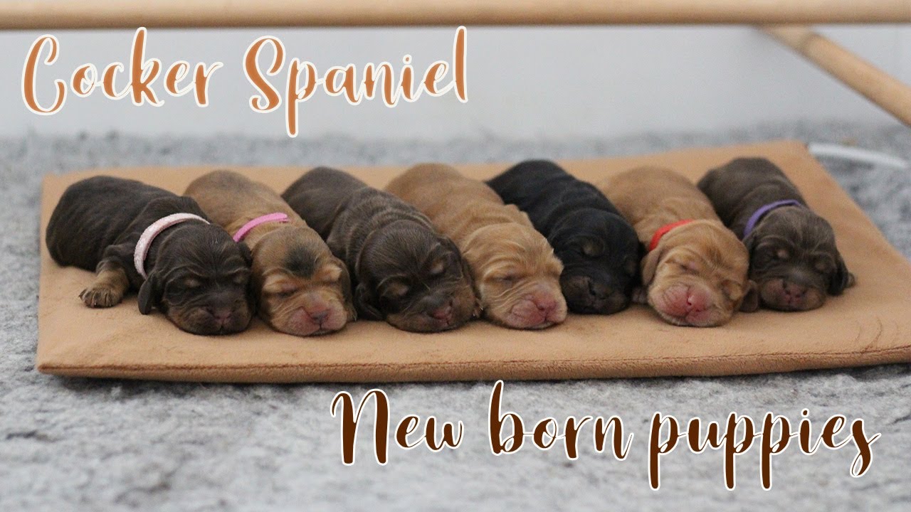 Cocker Spaniel NEW BORN PUPPIES // Lollipop1996