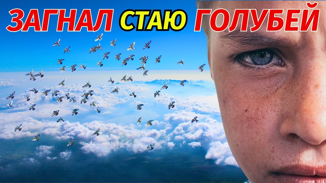 ⚡САМЫЙ Массовый Залёт Голубей за все 10 лет⚡ Где сейчас мои голуби⁉😥