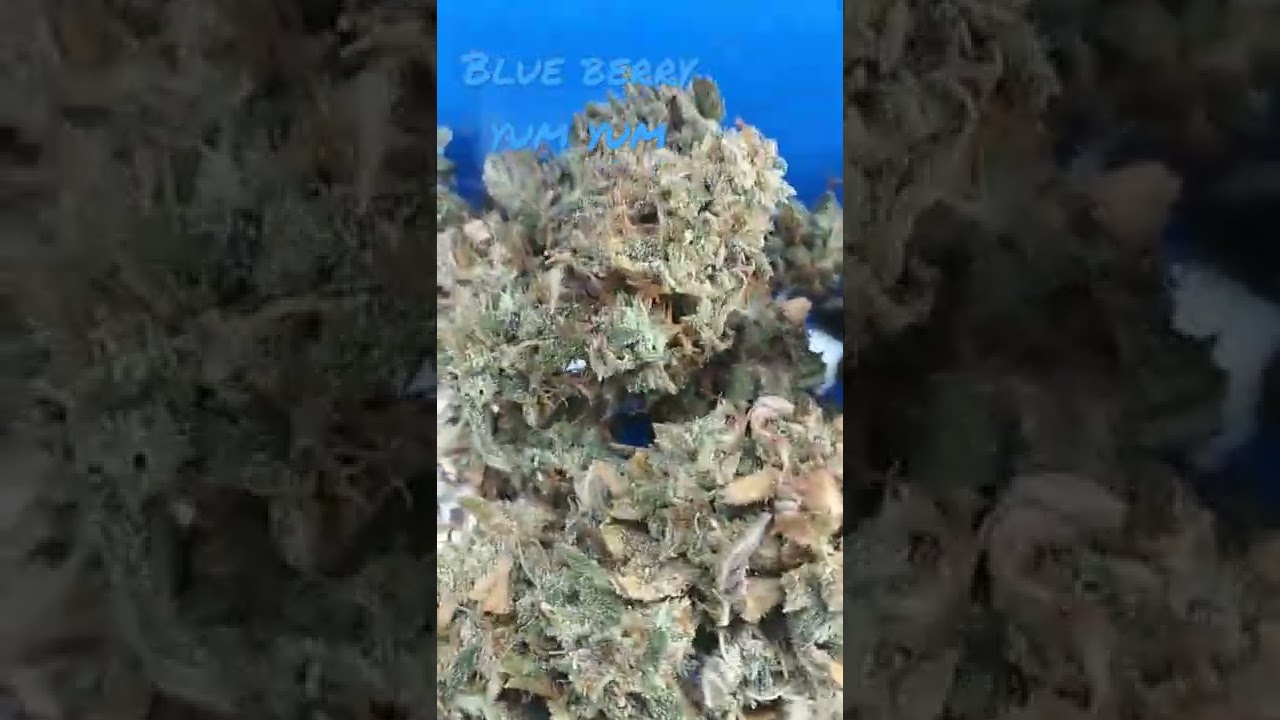 blue berry yum yum auto flower ILGM