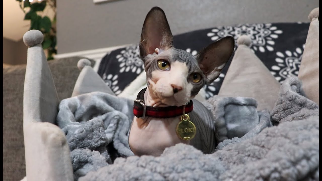 Giving my Sphynx Kitten a Bath