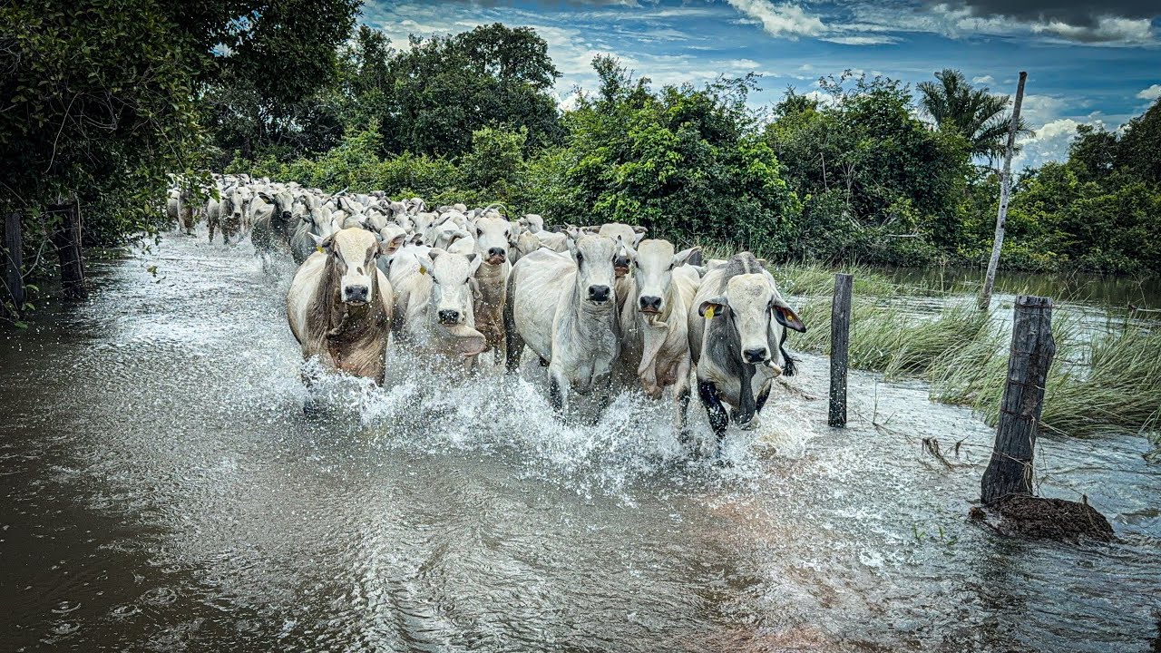 A fazenda continua alagada.