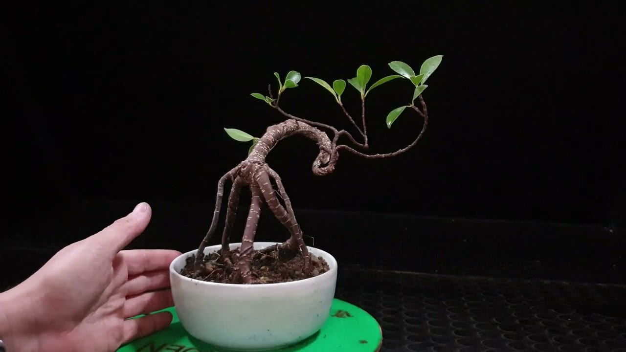 Bonsai con raíces expuesta y MUCHÍSIMA información
