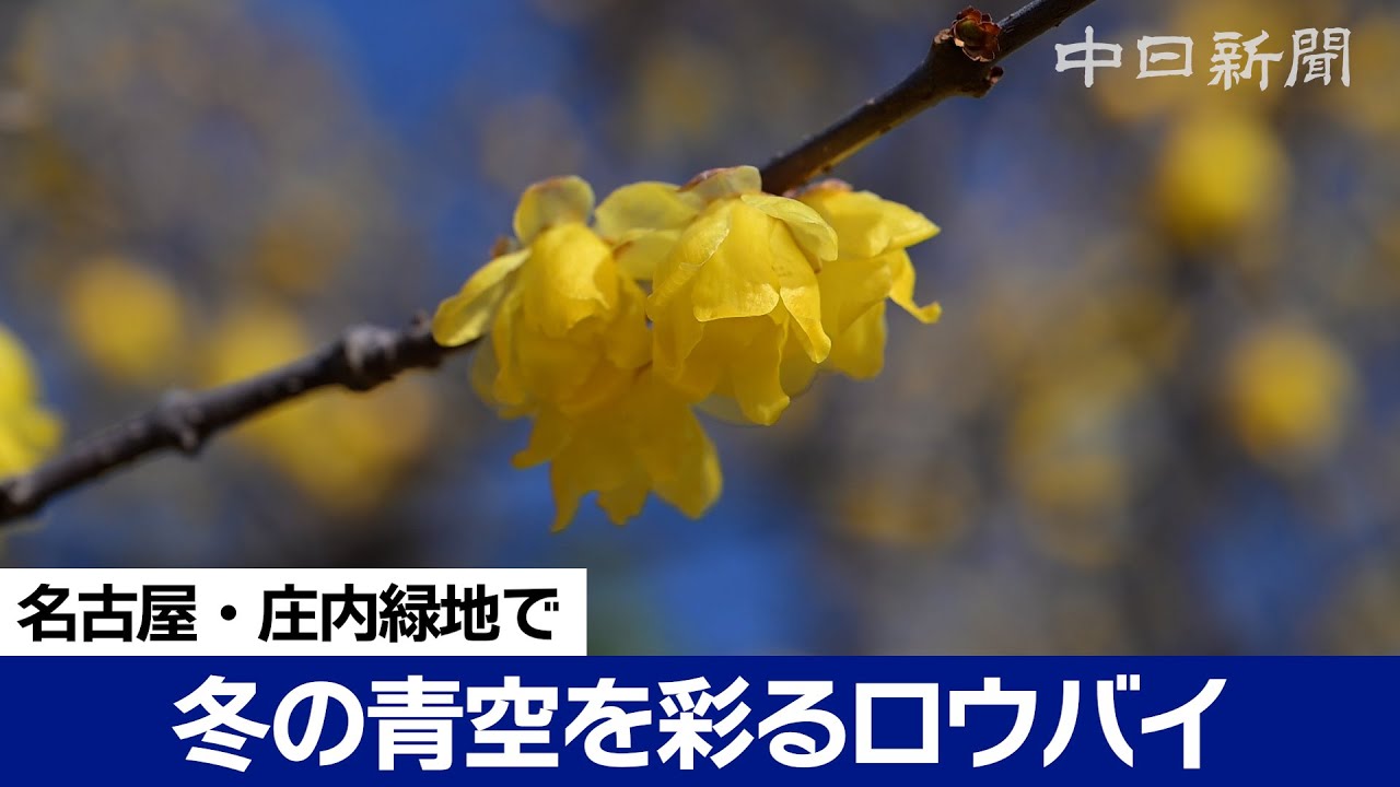 冬の青空を彩るロウバイ　1月下旬がピーク、名古屋・庄内緑地で