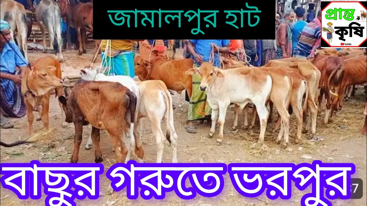 বাছুর গরুতে ভরপুর জামালপুর হাট। মির্জাপুর গাজীপুর ll