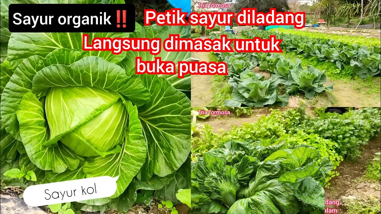 Sayur organik ‼️ Panen sayur langsung dimasak untuk buka puasa#tkitaiwan #puasa #triaformosa 
