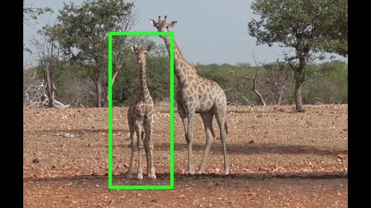 Okutala Rehabilitated Released Giraffe & Calf