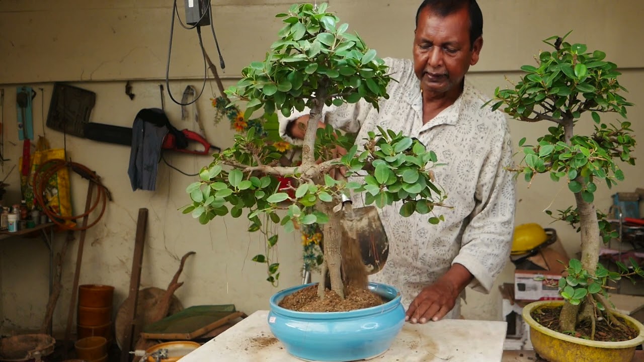 চীনা বট গাছের বনসাই কিভাবে করবেন/ How to make Chinese banyan tree bonsai.