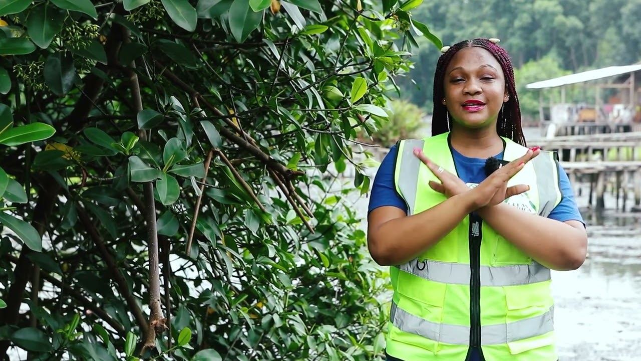 Mme Environnement - Les mangroves