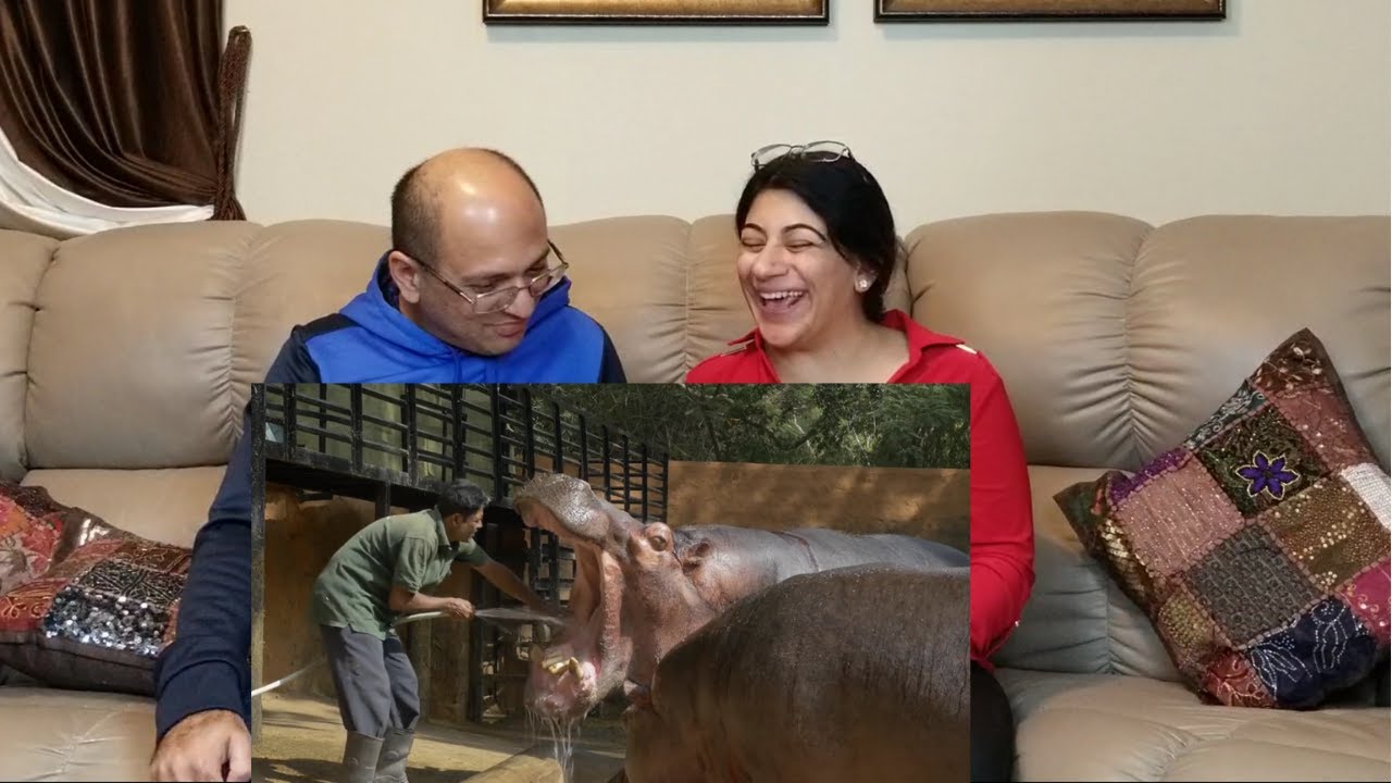 A Day at Mysuru Zoo - Official Documentary (HD) | American Indians Reaction !!