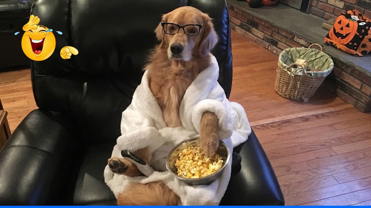 You Will Die Laughing At These Cats and Dogs 😹🐶 The Funniest Dog Moments Compilation 🐾