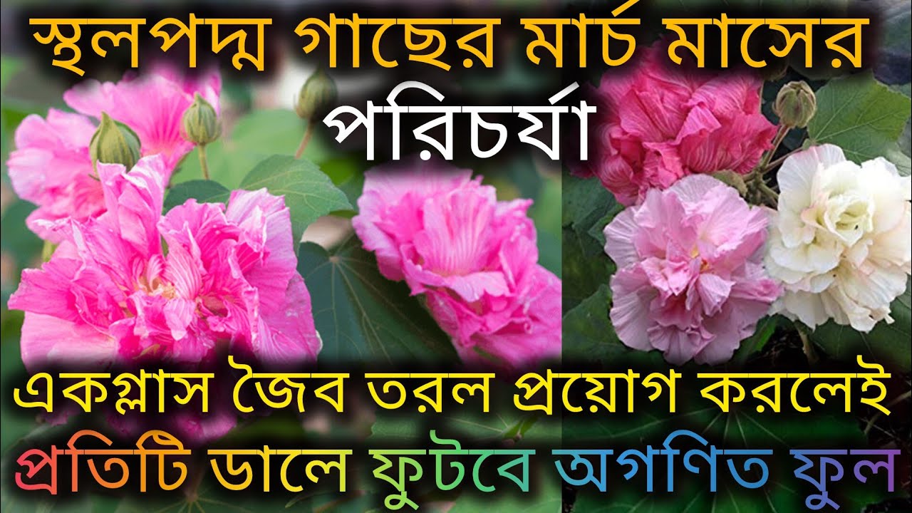 স্থলপদ্ম গাছের মার্চ মাসের পরিচর্যা/Confederate rose plant care in March/colour changing plant care.