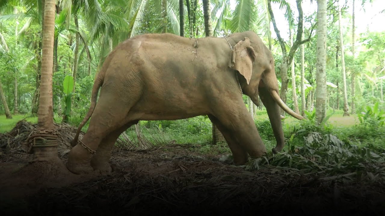 വൃത്തിരഹിതമായ സാഹചര്യത്തില്‍ ആനയെ പാര്‍പ്പിച്ചു; ഉടമയ്ക്കെതിരെ നടപടി|Kozhikode |Elephant
