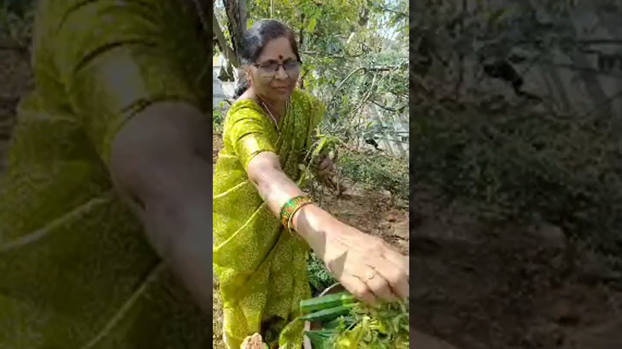 Episode 4: Home garden tour harvesting healthy organic vegetables for regular home needs.