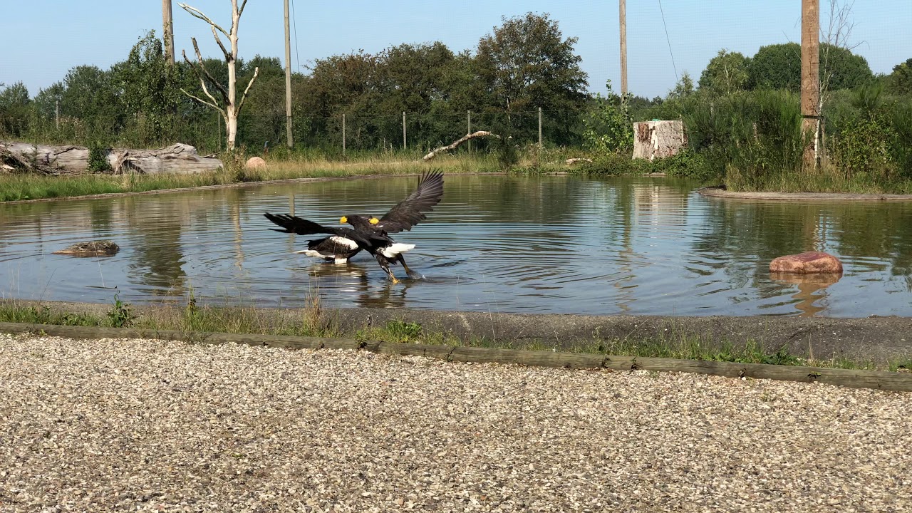 Skandinavisk Dyrepark