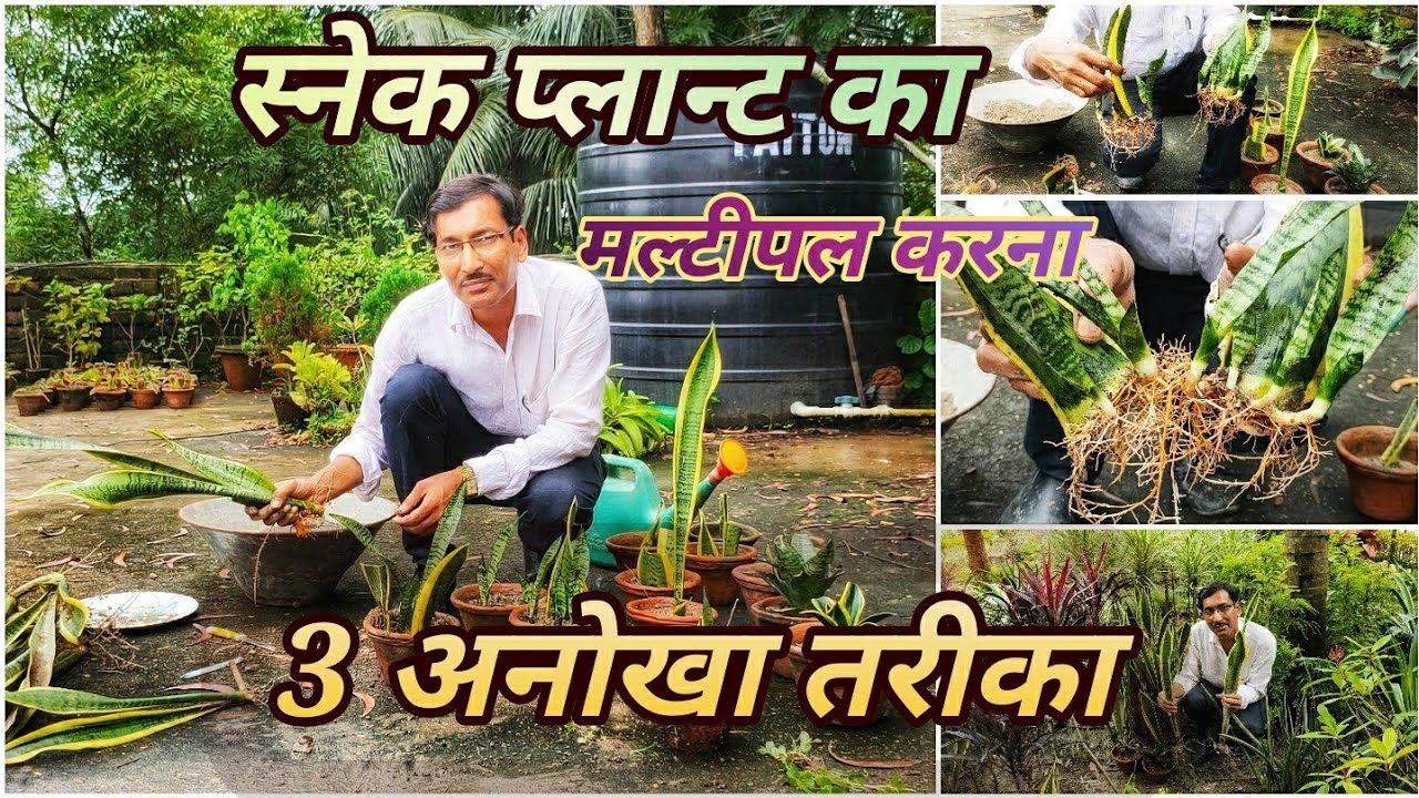 स्नेक प्लान्ट का  प्रोपागशिन करें 3 अनोखे तरीके से // Snake plant Propagation techniques