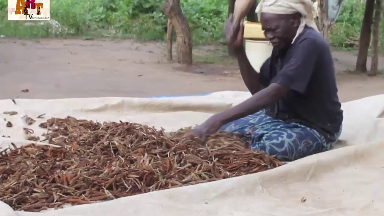 Millet harvest and post harvest handling