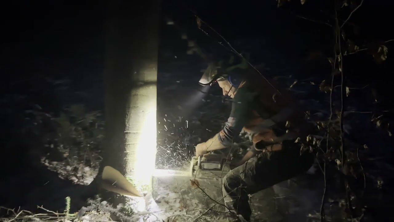 🌲 Wenn die Nacht zum Tag wird 🌲 Pfanner Lupine 🌲