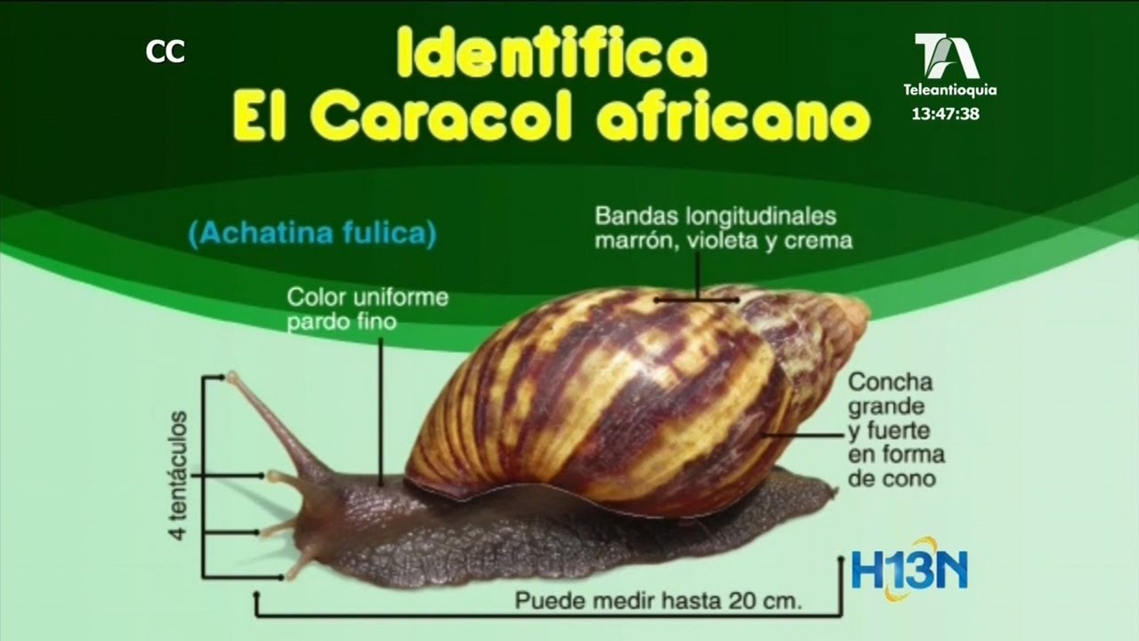 El caracol africano se está expandiendo