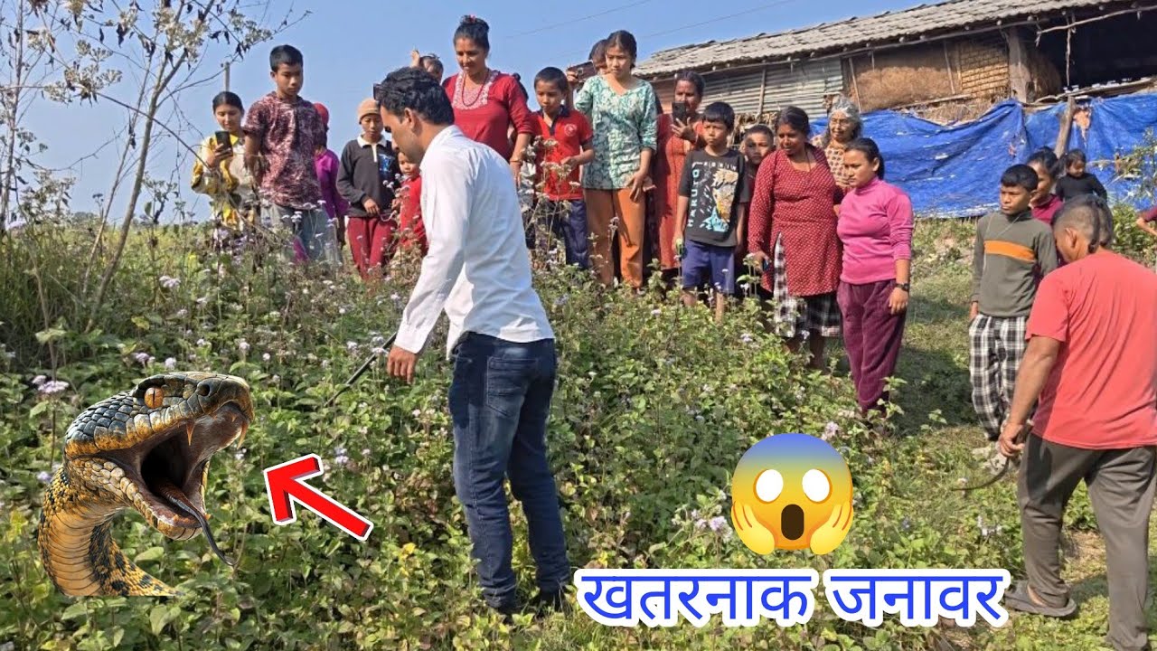 😱 सबै भागे! घाँसभित्र लुकेको खतरनाक जनावर देखेर सबै डराए! | Snake Rescue Nepal