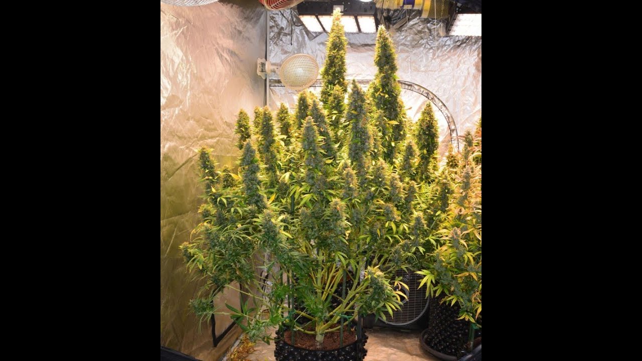 Skyline 400 & 600 mk2 led grow lights