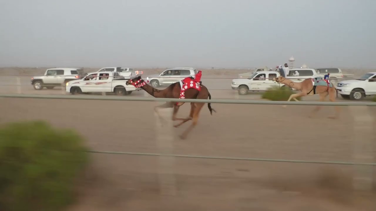 الشوط 1…(ابها)لـ  محمد بن سالم الساعدي 2:14*افضل توقيت*