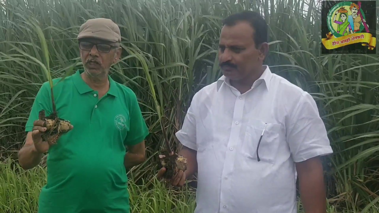 supercane nursery??? How to grow a seedling in just 70 paise