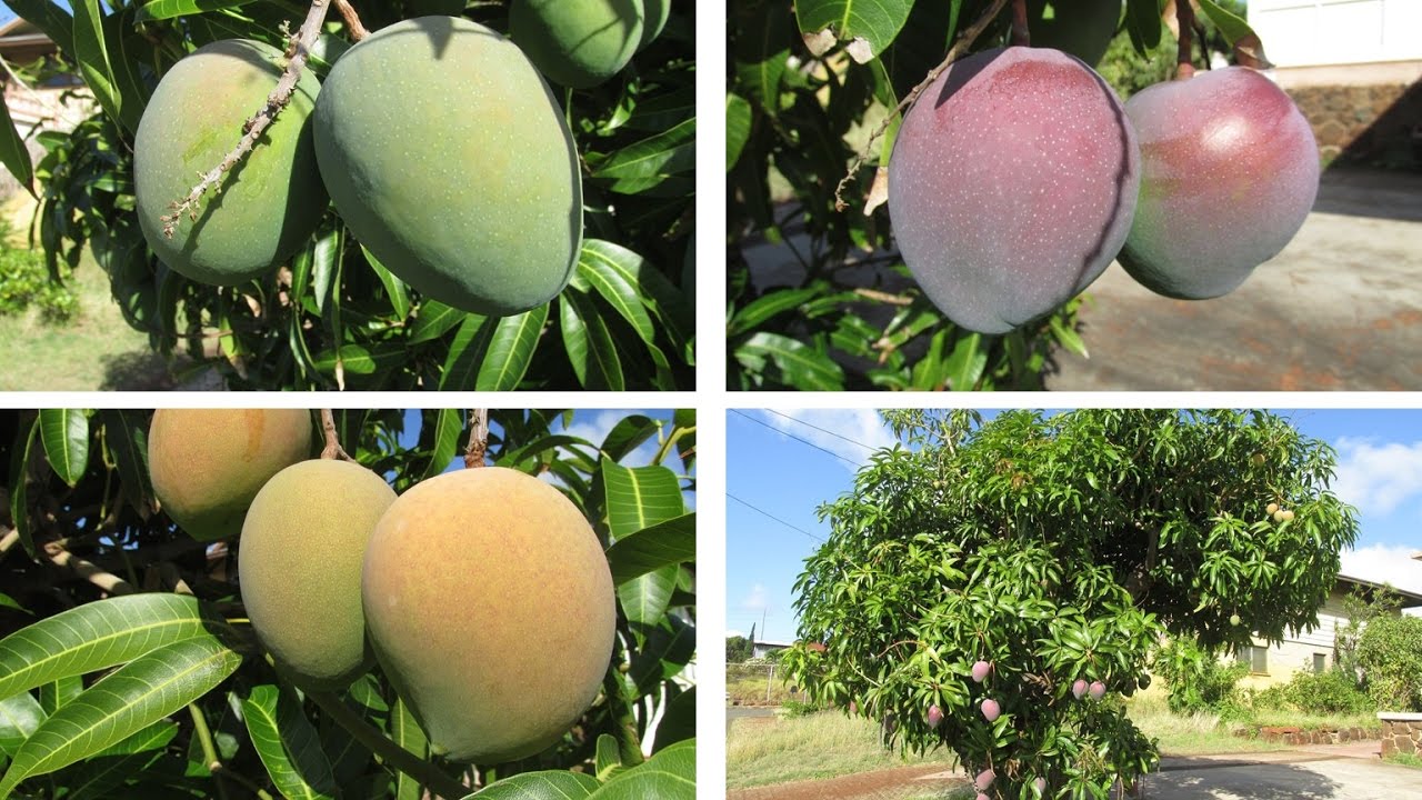 Multi-grafted Mango Tree with Different Kinds of Fruits!