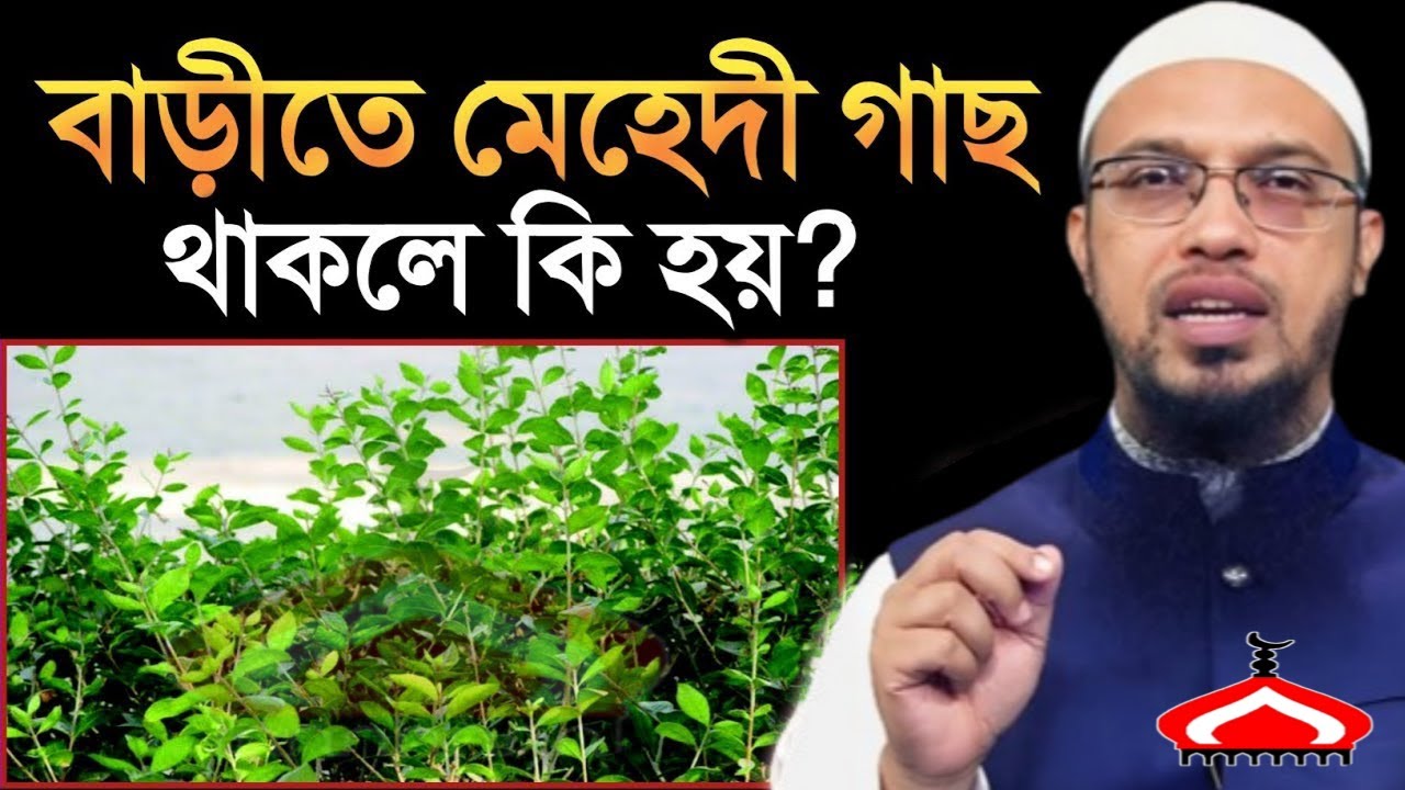 বাড়ীতে মেহেন্দী গাছ থাকলে কি হয় জানলে অবাক হবেন ! Shaikh Ahmadullah Feb 17, 2026 bigm54UKUc 1:05 PM