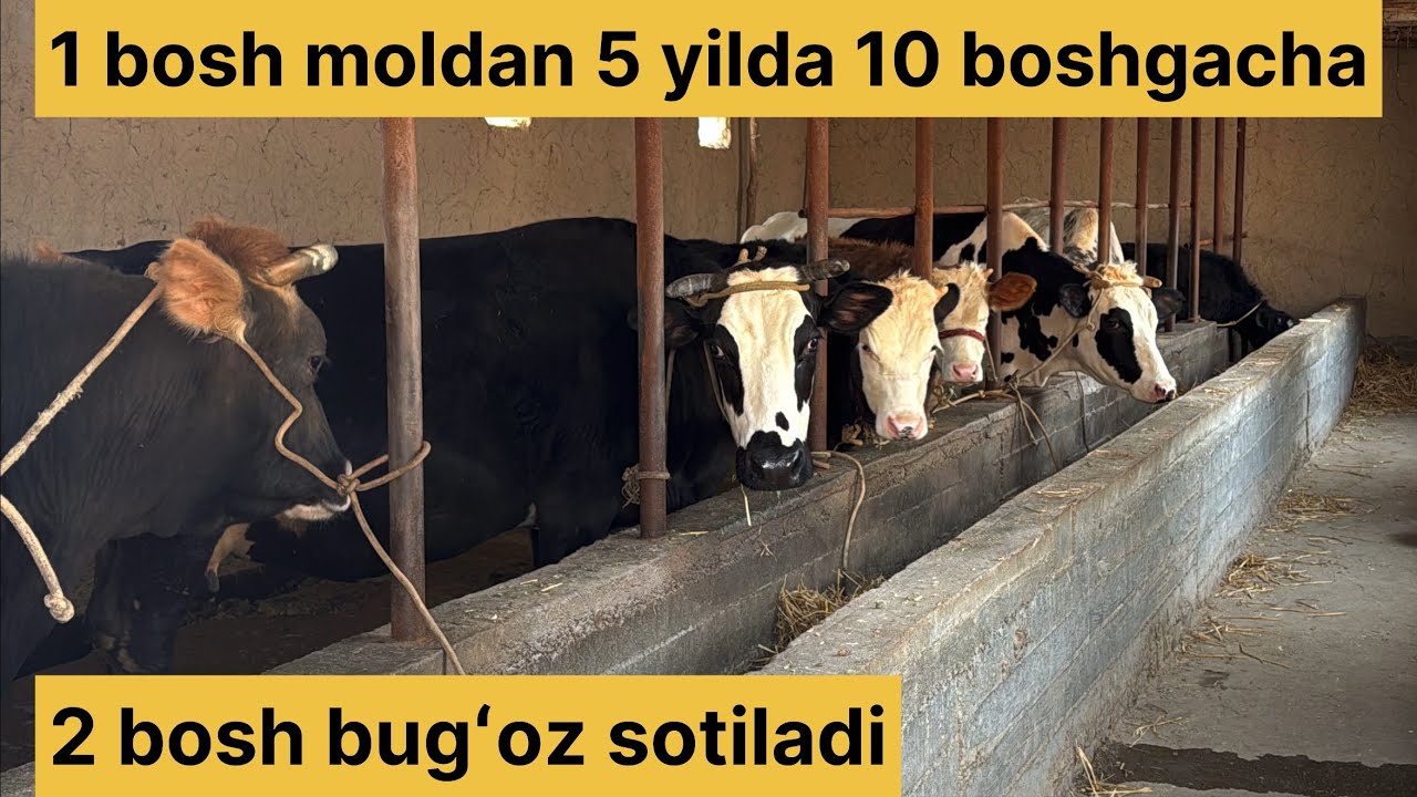 Mana Obunachilarimiz qanday qilib mollarni boqmoqda