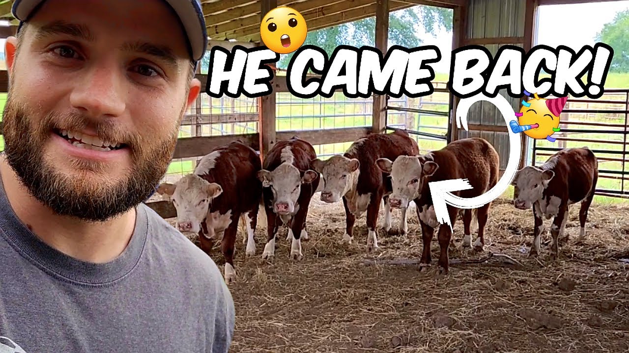 Missing Hereford Bull Back After 5 Weeks! | Mini Acres Homestead Vlog!