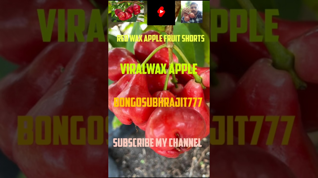 Red Wax Apple Fruit Shorts