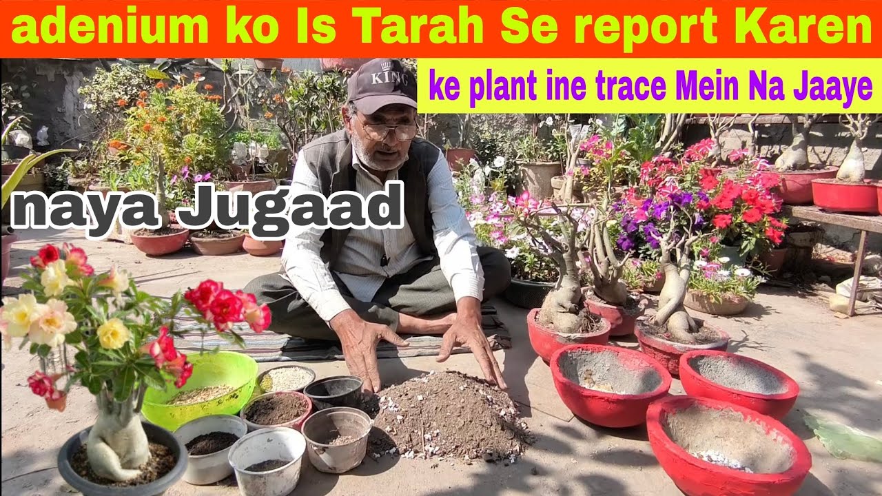 Adenium ko Is Tarah Se report Karen ki plant interes Mein Na Jaaye
