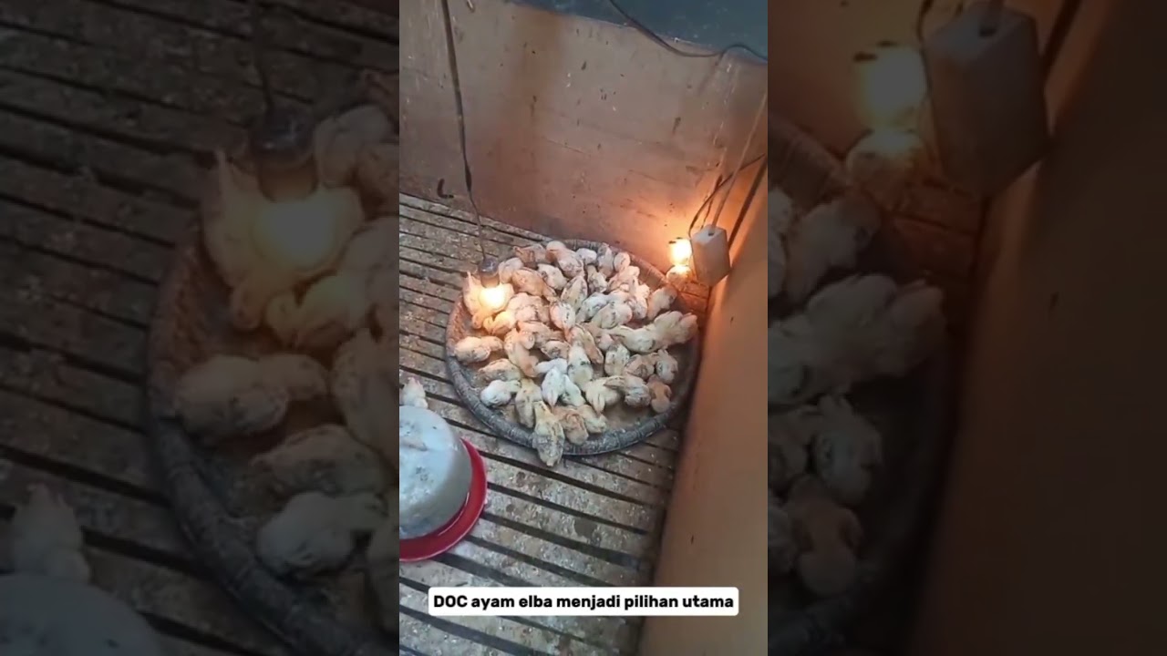 seputar DOC Ayam Elba#ayameelba #ayamkampungpetelur#usahaternakayam#peternakanayamelba