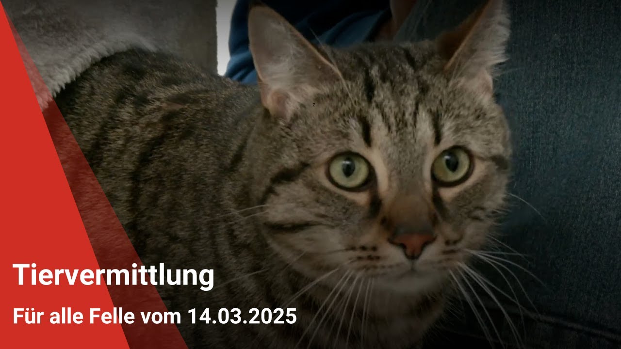 Tiervermittlung: Für alle Felle vom 14.03.2025