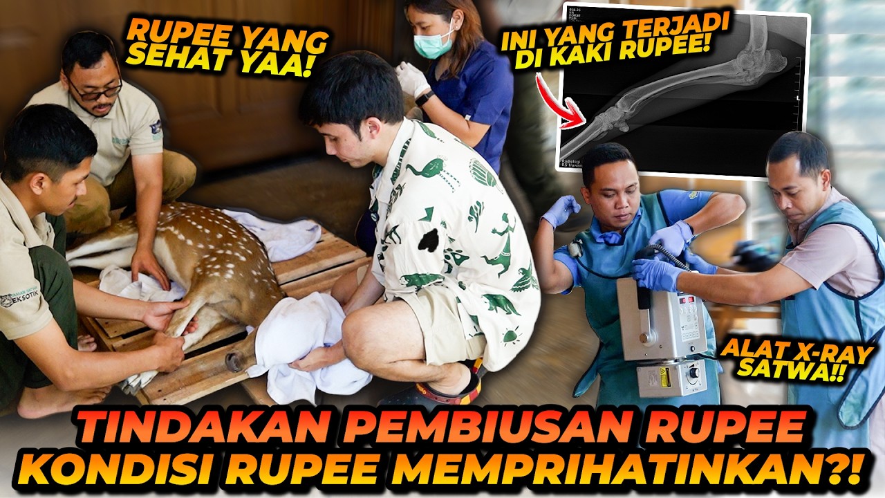 KAKI RUPEE PINCANG! ALSHAD DAN TIM MELAKUKAN PENINDAKAN MEDIS DAN INI PENYEBABNYA!