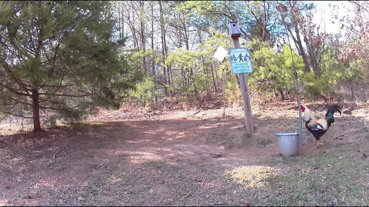 Squirrel and rooster. March 4, 2026. ￼