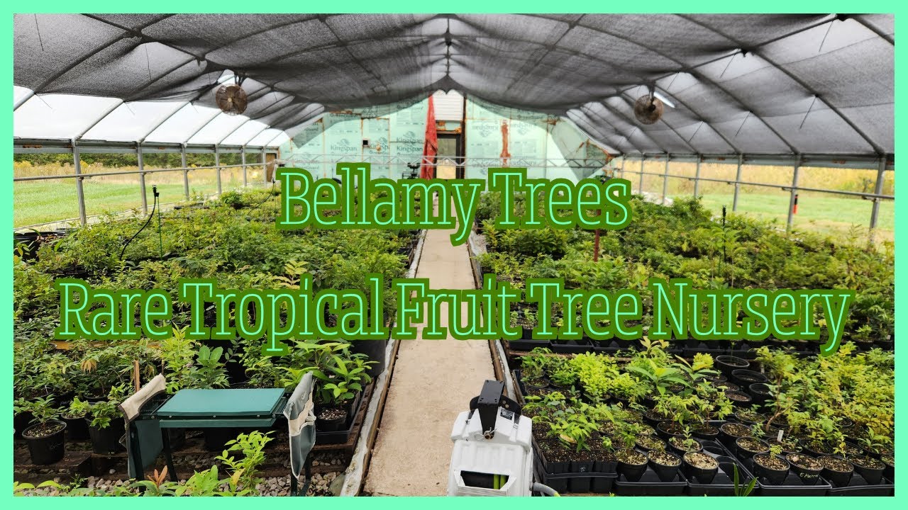 Kentucky Rare Tropical Fruit Tree Nursery, Bellamy Trees Update