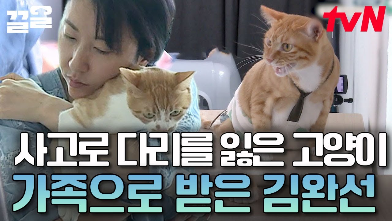 사연 있는 고양이들이 만나 한 가족이 된 김완선네 6냥매🐈 전문가도 감탄한 김완선의 고양이 육아 실력 | 대화가필요한개냥