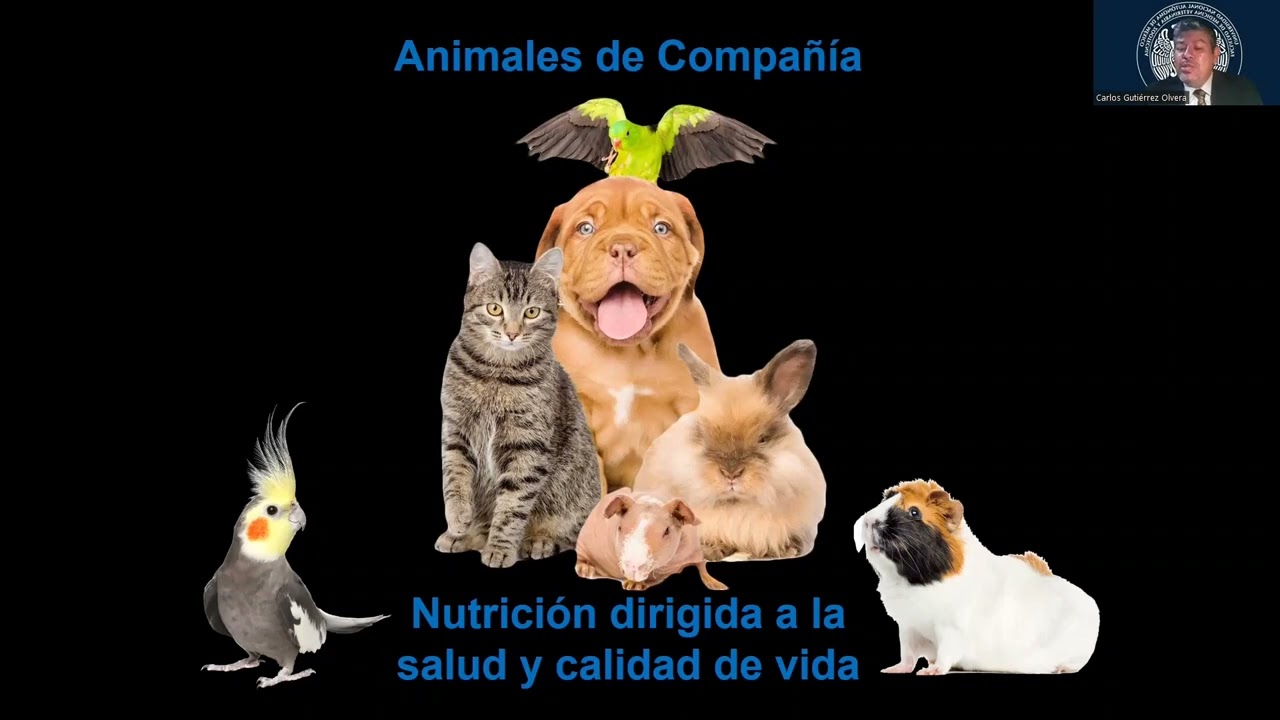Ponencia Conceptos Clínicos en Nutrición de Perros y Gatos