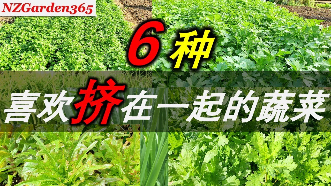 【种菜】地方小也能种好菜｜快试试这几种菜，越挤着种越好吃。超省空间，小面积菜园别错过！