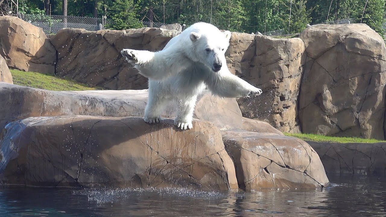 Polar Bear Nora Loves Diving Into Her Pool