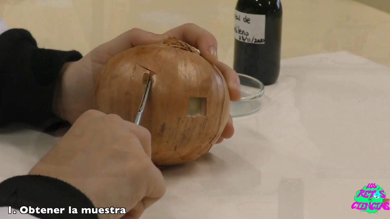 Observación de células de epidermis de cebolla.
