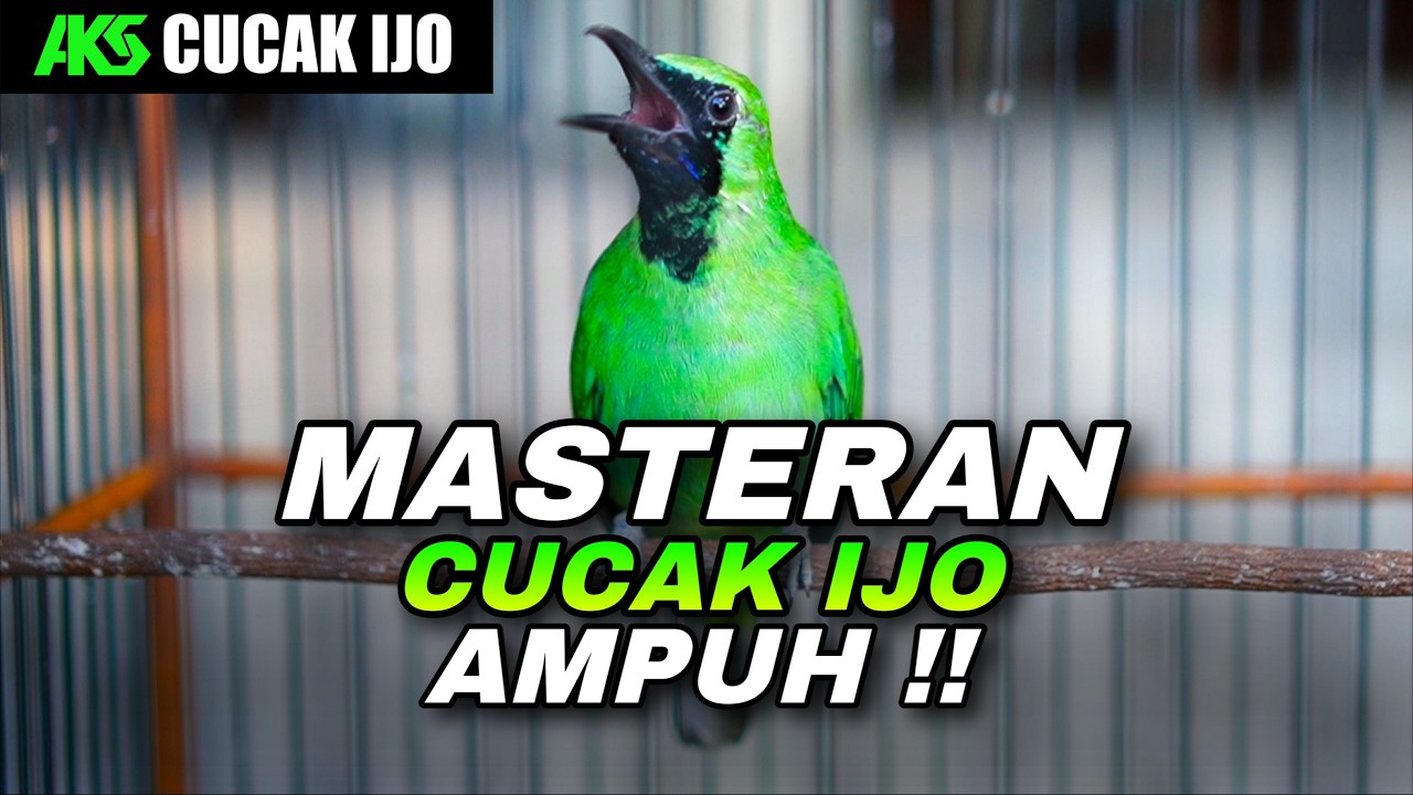 MASTERAN CUCAK IJO ISIAN GREJA TARUNG KASAR COCOK UNTUK MASTERING IJO TROTOL AGAR IKUT NYAUT