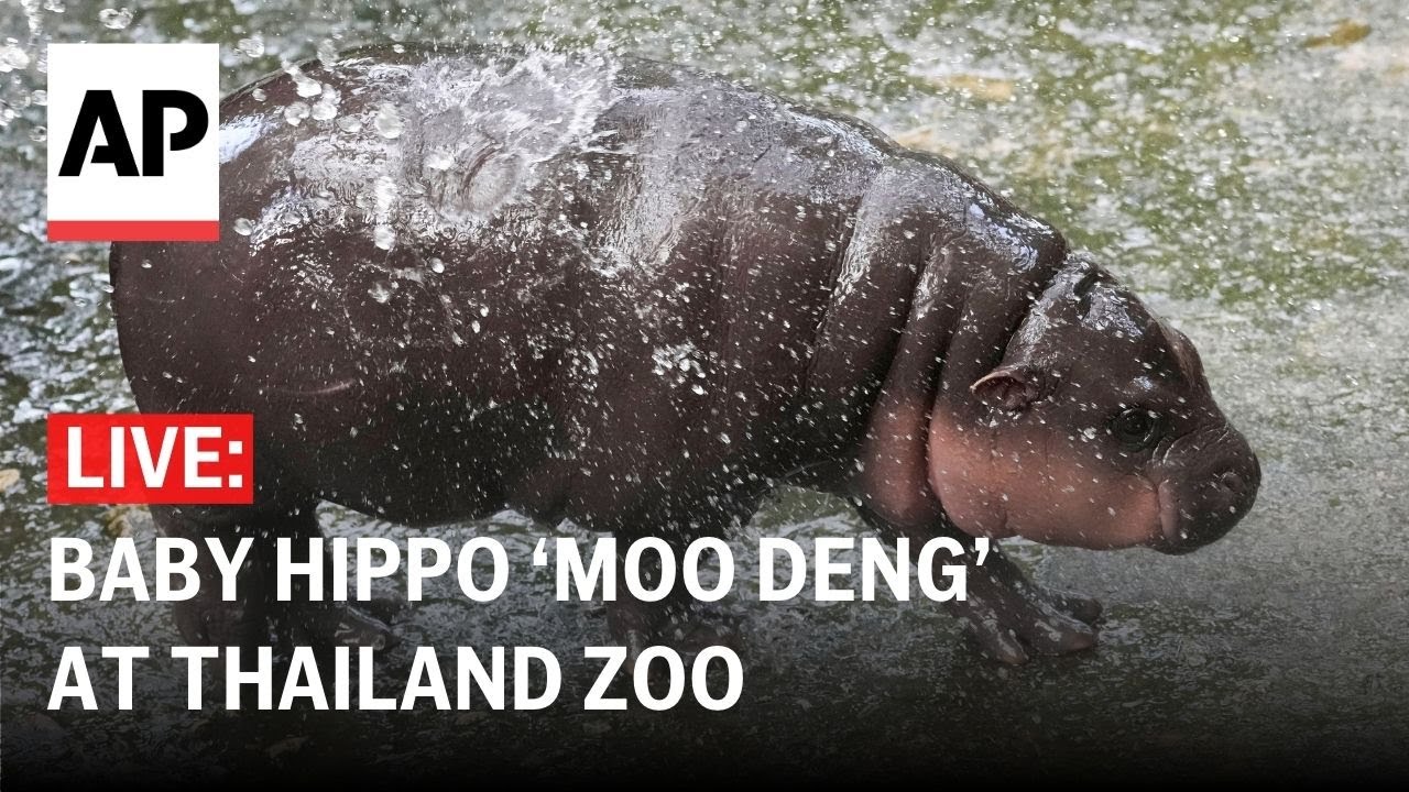 LIVE: Baby pygmy hippo ‘Moo Deng’ at Thailand zoo