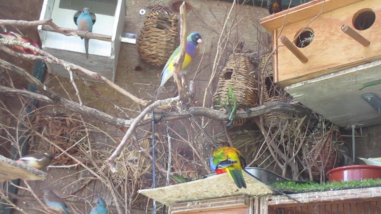 Aviary Life - Hot in DURI: Waxbills, Finches & Turq Parrots (Breeding Aviary)