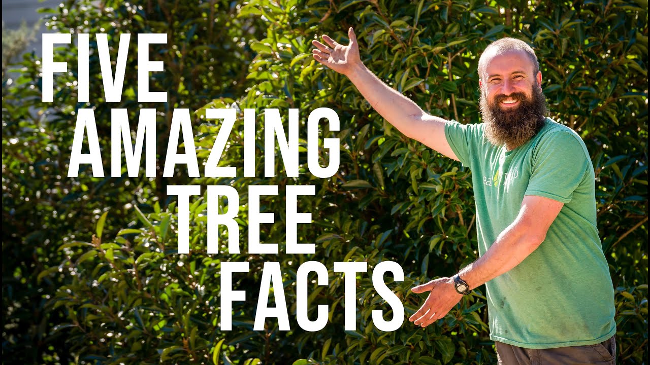 Five Amazing Tree Facts with Archie the Arborist