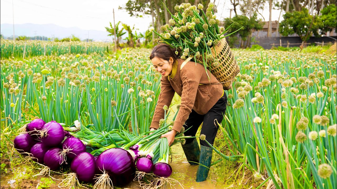 Harvesting Giant Onions - SO TASTY! Spicy Crispy Pork Belly With Onions - Phương Daily Life