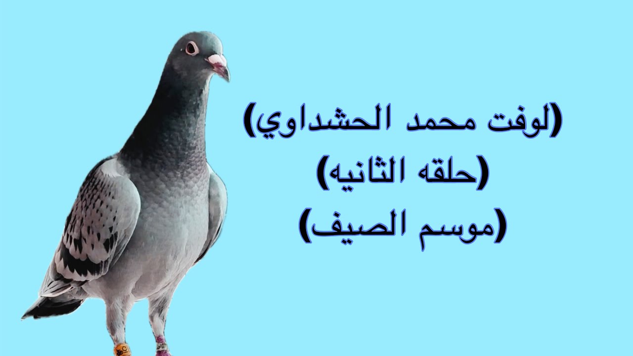 حلقه الثانيه موسم الصيف لوفت محمد الحشداوي