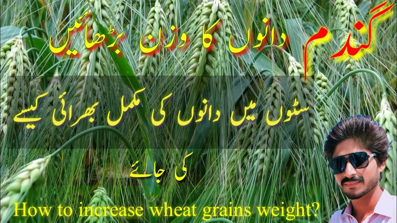 How to increase wheat grains weight! grain filling stage in wheat crop! How to improve wheat yield